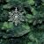 Украшение елочное подвесное "Снежинка-паутинка серебристая"12см 6шт набор Золотая Сказска