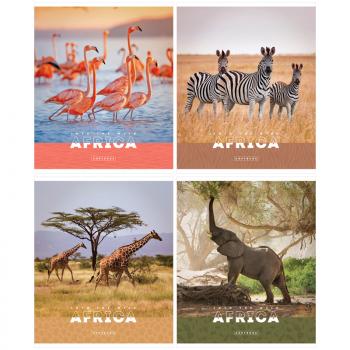 Тетрадь А5 96л клетка ArtSpace Животные Nature of Africa эконом